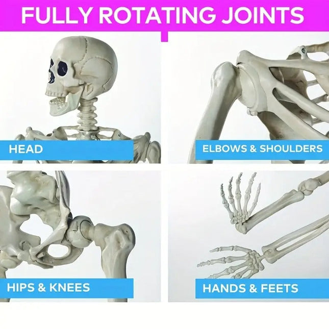 Life Size Standing Skeleton with Movable Joints
