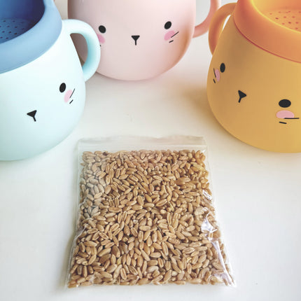 Whisker Wonderland Premium Cat Grass Seeds Refill - Hydroponic & Soil-Free Growing | Natural Digestion & Hairball Aid for Cats | Fresh & Nutritious