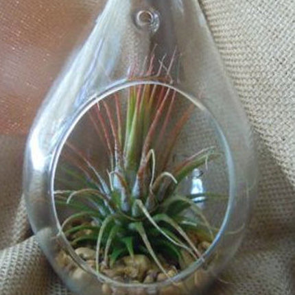 10 Pack of Hanging Clear Glass Tealight Candle Holder Tear Drop Pear Hour Glass Shape - 20cm High Terrarium Plant Mini Garden Holder Decoration Craft Gift