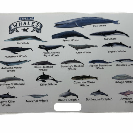 TYPES OF WHALES A4 Matte Laminated Poster Print Fish - 210mm x 297mm
