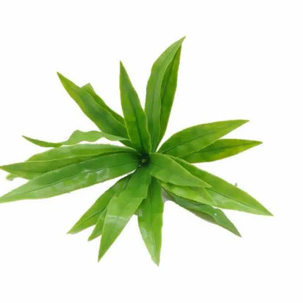 Aloe Vera Stem UV Resistant 20cm