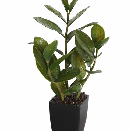 Potted Zanzibar 46cm