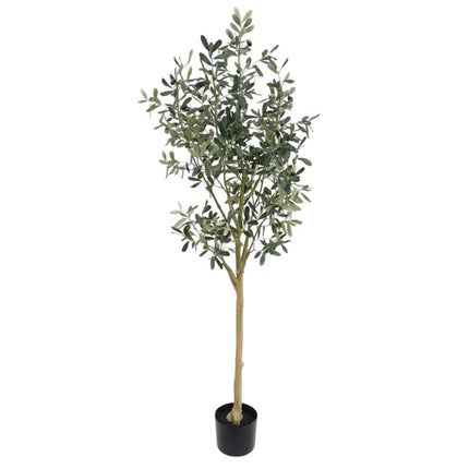 Olive Tree 145cm