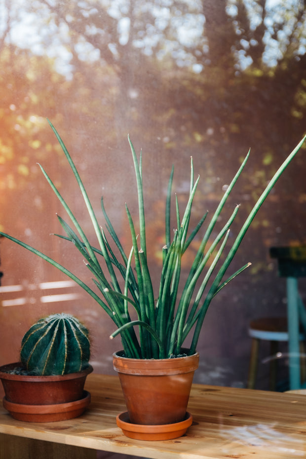 Banner image for: <h1><strong>HOME & GARDEN</strong></h1>